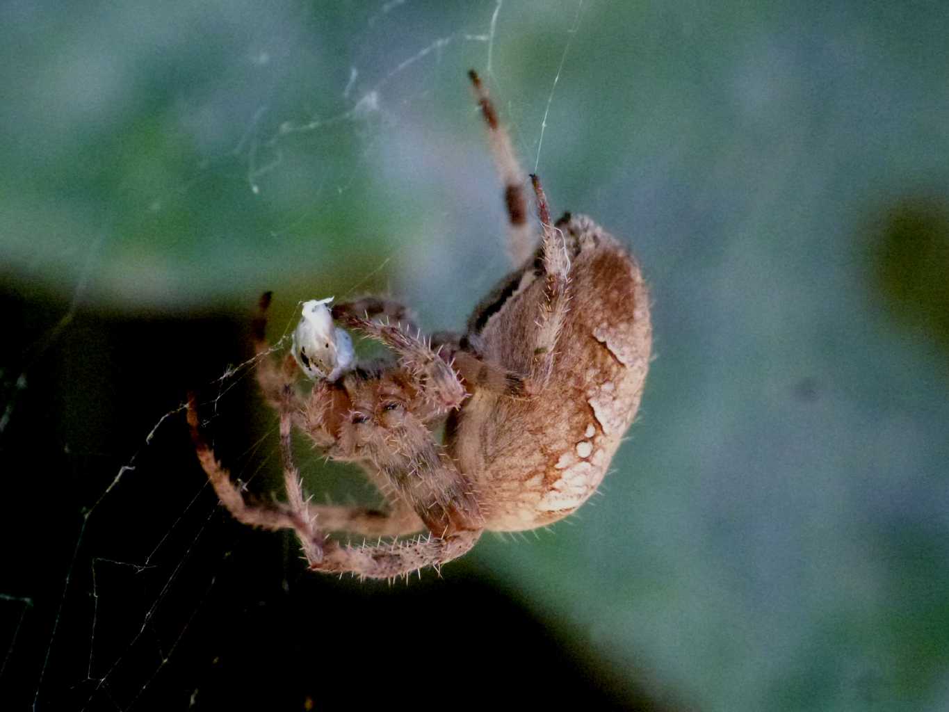 Araneus diadematus - Ostia (RM)